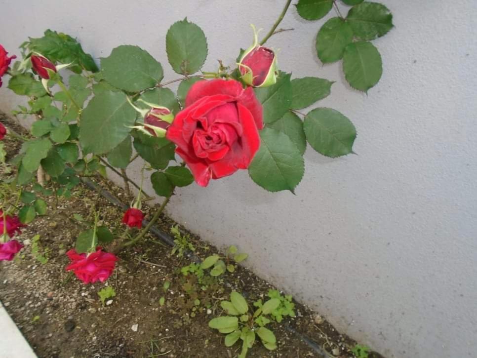 萨尔蒂House Filippos公寓 外观 照片